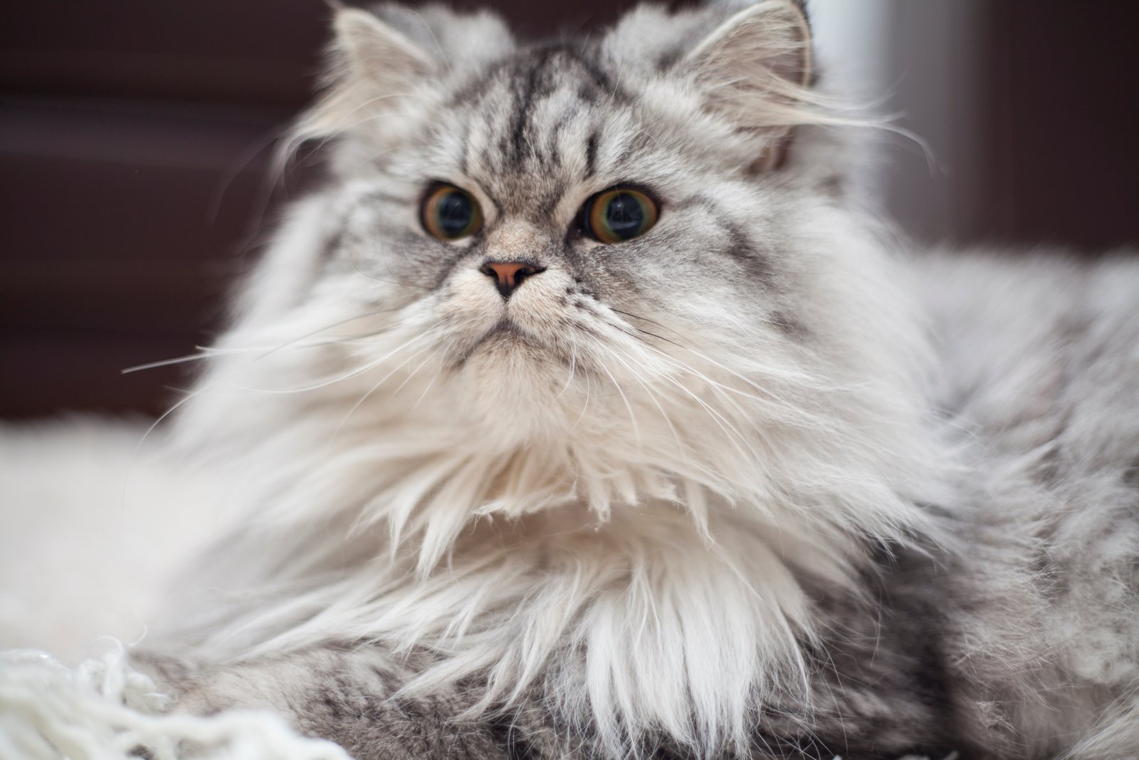 Maine Coon looking forward