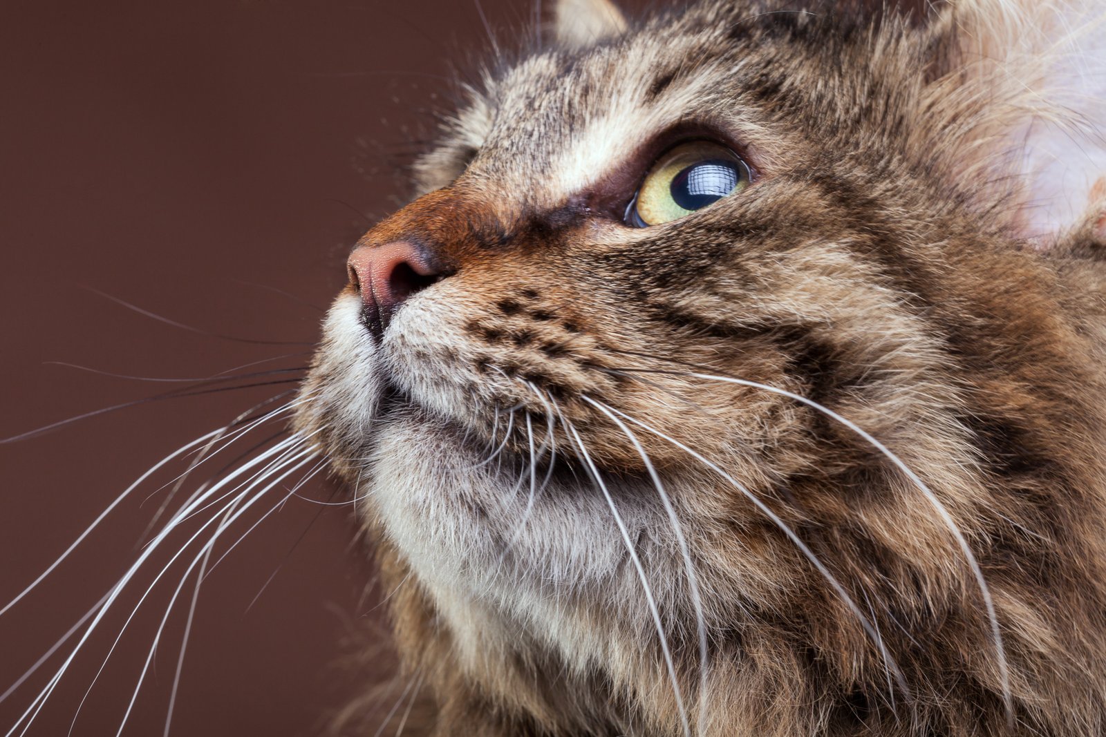 Gorgeous Maine Coon looking up